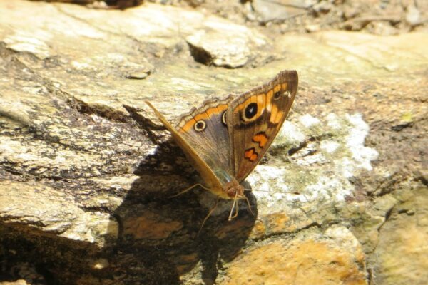 Staking 101: Mechanika validátorov, delegovanie, odmeny a operačné riziká