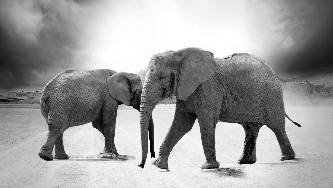 NFT a autorské odmeny: Realita vymožiteľnosti a mechanizmy honorárov