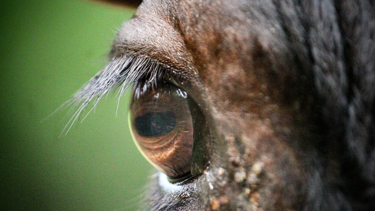 Úverové kalkulačky: Ako ich používať na triezvu kalkuláciu bez sebaklamu