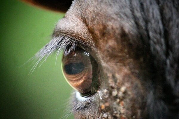 Úverové kalkulačky: Ako ich používať na triezvu kalkuláciu bez sebaklamu