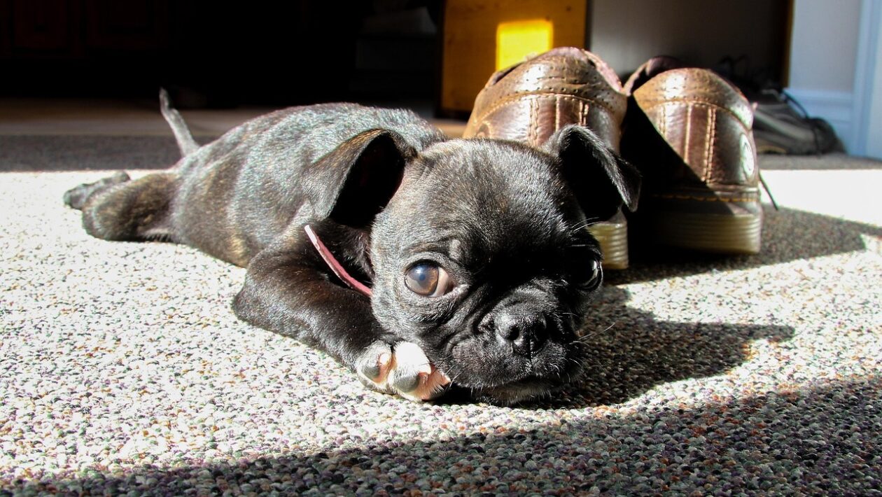 Kreditná karta zodpovedne: Využitie bezúročného obdobia a poplatková disciplína