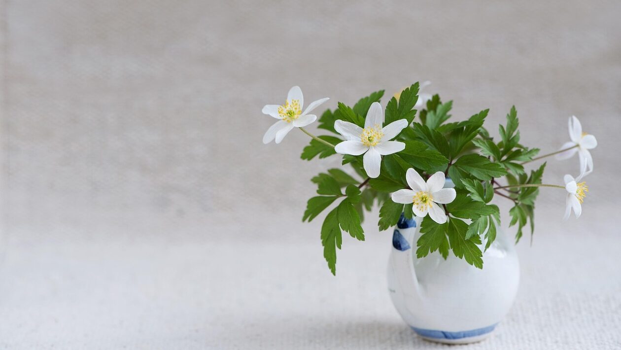 Študentské pôžičky: Zodpovedné nastavenie a limity