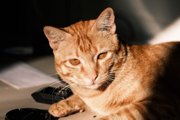 Ombudsman/regulátor: Kam sa obrátiť pri probléme