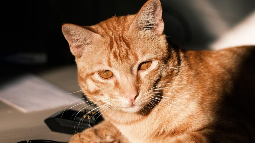 Ombudsman/regulátor: Kam sa obrátiť pri probléme