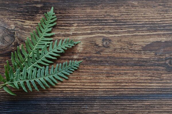 Parkoviskové škody a neznámy páchateľ: Postup a realita plnenia