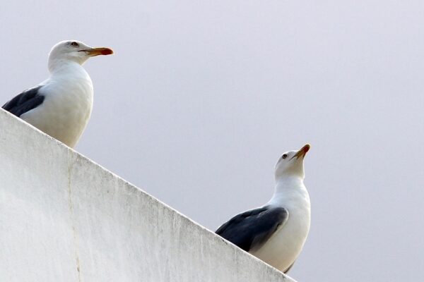 Športové kluby a výkonnostné poistenie: Typy a zodpovednosť