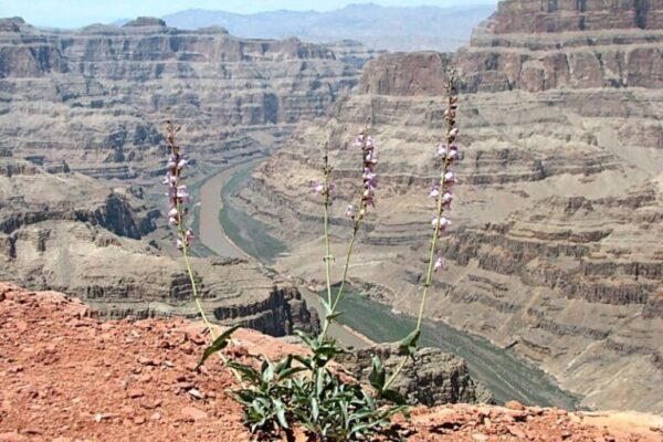 Negatívny výsledok hospodárenia: Daňová strata – Vykazovanie a prenášanie do nasledujúcich období