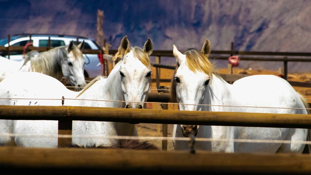 Pôžička bez pascí: Identifikácia varovných signálov neférových poskytovateľov