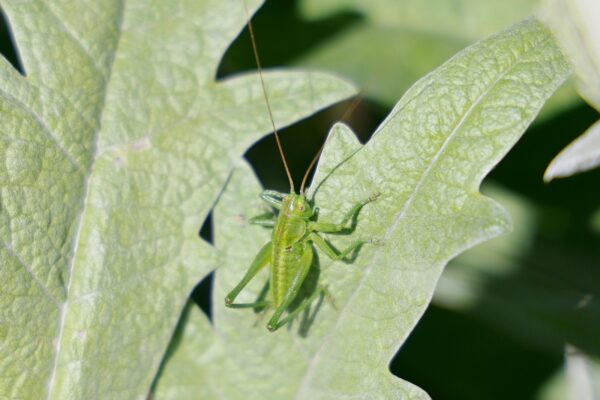 Finančná gramotnosť: Kľúčové kompetencie a vzdelávanie