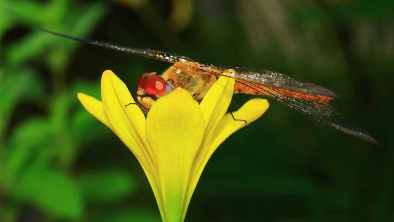 Pákový efekt a riziká obchodovania na Forexe: Manažment rizika (margin call)