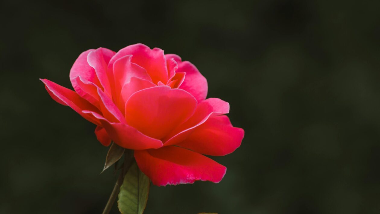 Ukazovatele zadlženosti a ich interpretácia: Gearing, Debt/Equity