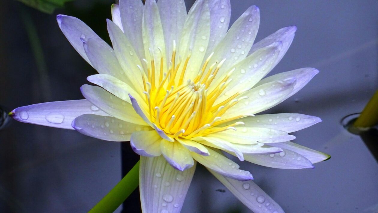 Peňažný denník a evidencia záväzkov a pohľadávok: Základné knihy