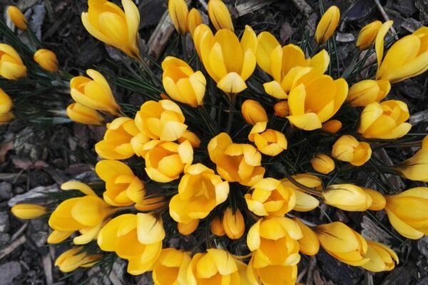 Registrácia a evidencia cenných papierov: Dematerializácia