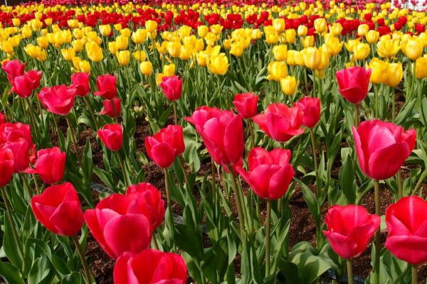 Postup a podmienky prenesenia úveru do inej banky: Proces