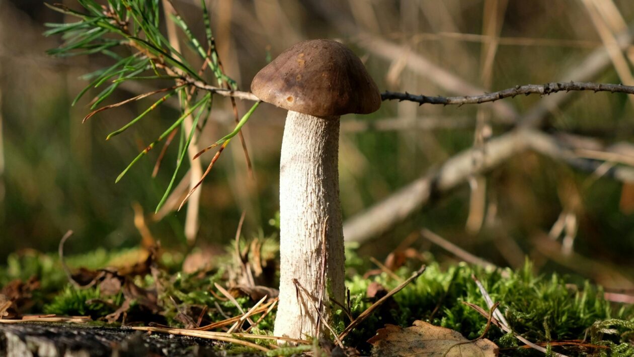 Úvery pre začínajúcich podnikateľov: Podmienky