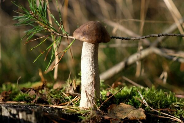 Úvery pre začínajúcich podnikateľov: Podmienky