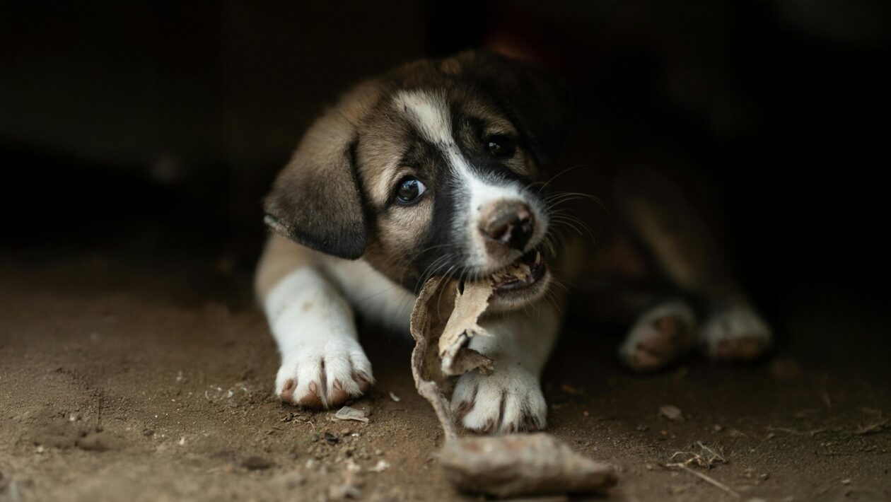 Úverové riziko: Čo je a ako sa meria (Pravdepodobnosť defaultu)