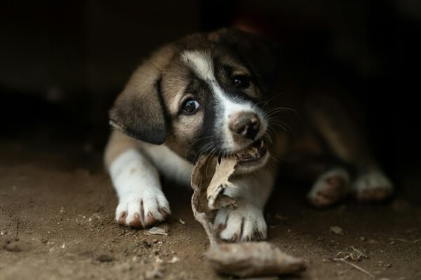 Úverové riziko: Čo je a ako sa meria (Pravdepodobnosť defaultu)