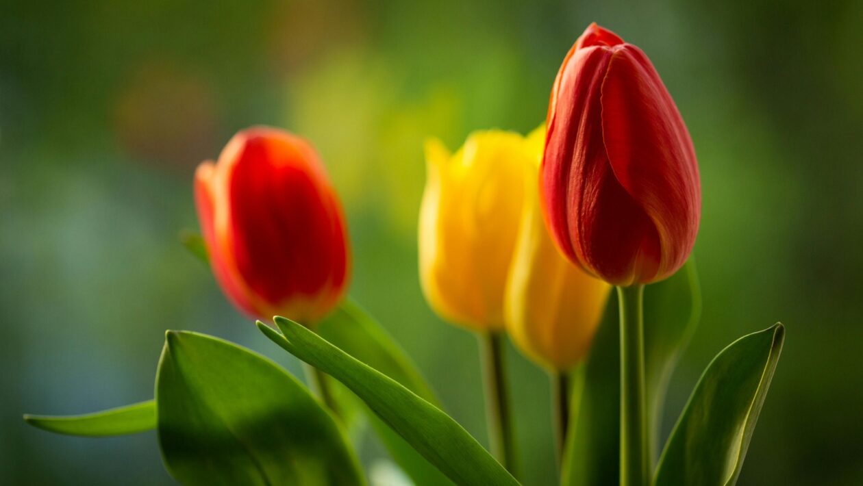 Tipy na zlepšenie osobného kreditného skóre: Stratégia