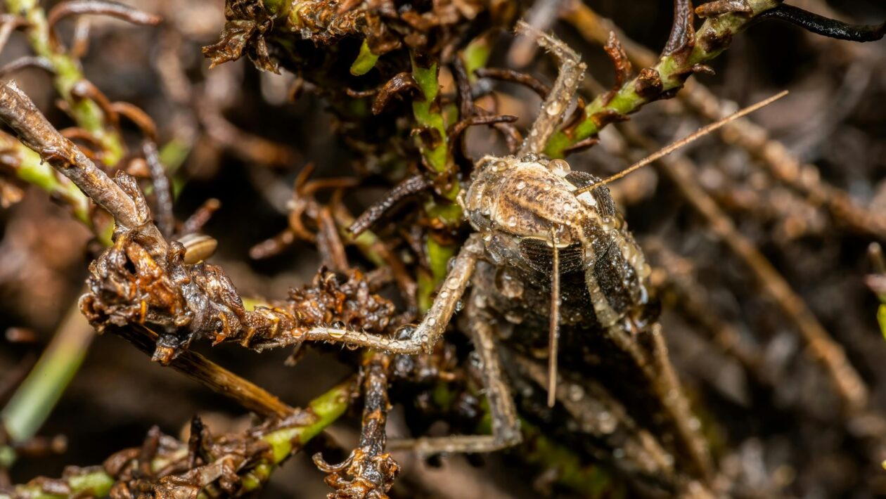Typy poistenia schopnosti splácať úver: Krytie rizík