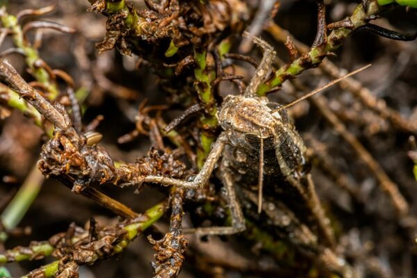 Typy poistenia schopnosti splácať úver: Krytie rizík