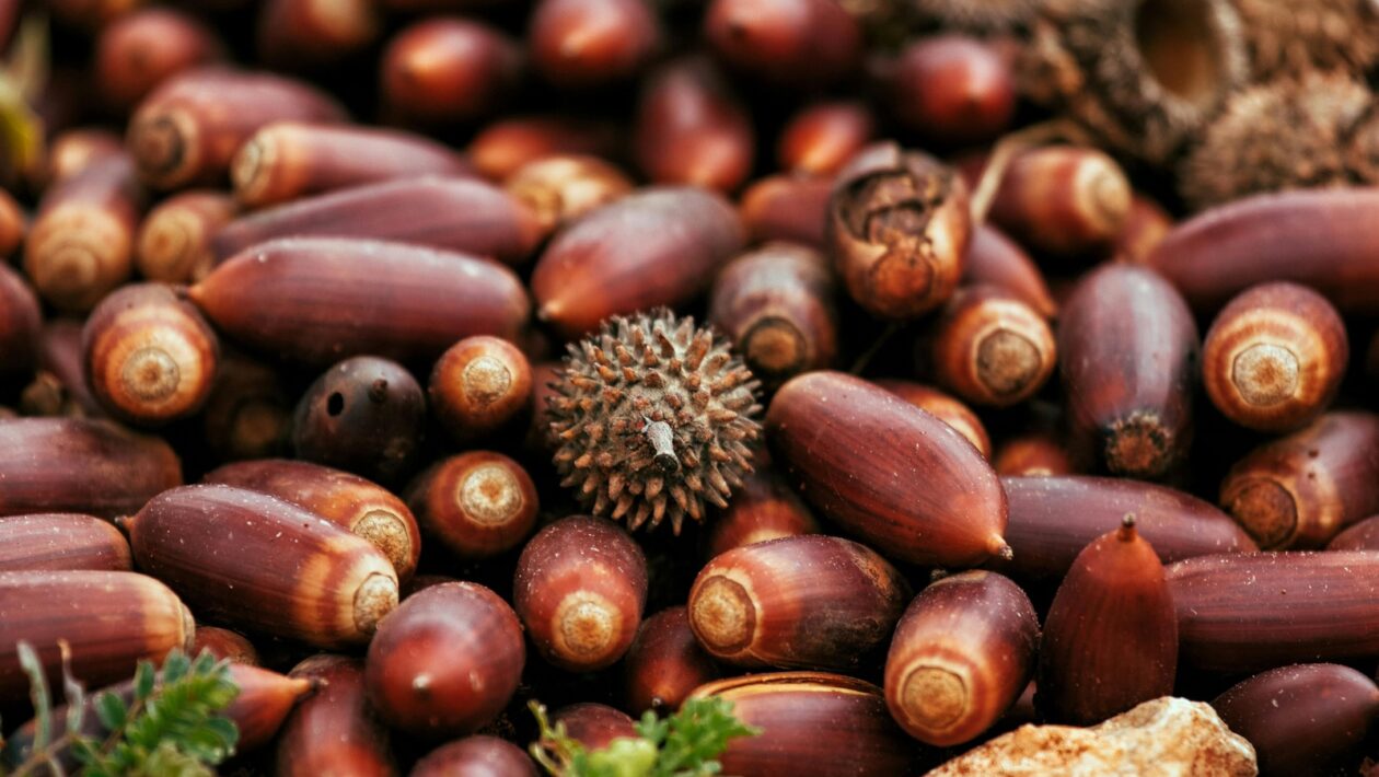 Porovnanie štátnych dlhopisov s firemnými: Analýza rizika a výnosu